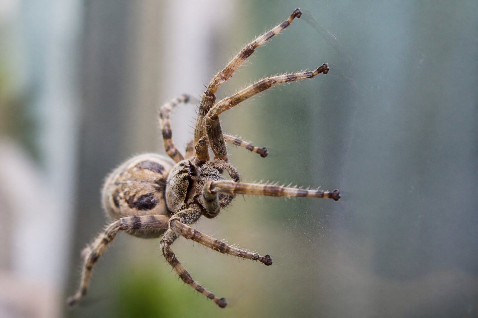 Close-up of a spider climbing a vertical glass surface, focusing on its feet gripping the wall.