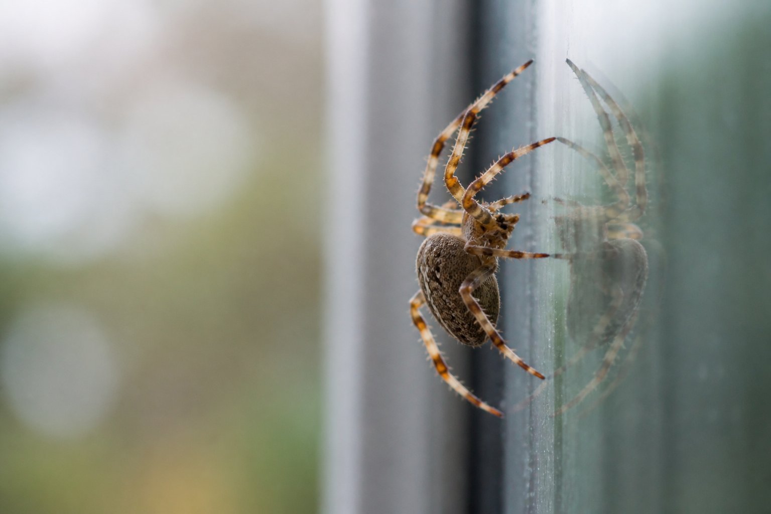 A close-up of a spider climbing up a smooth vertical glass wall.