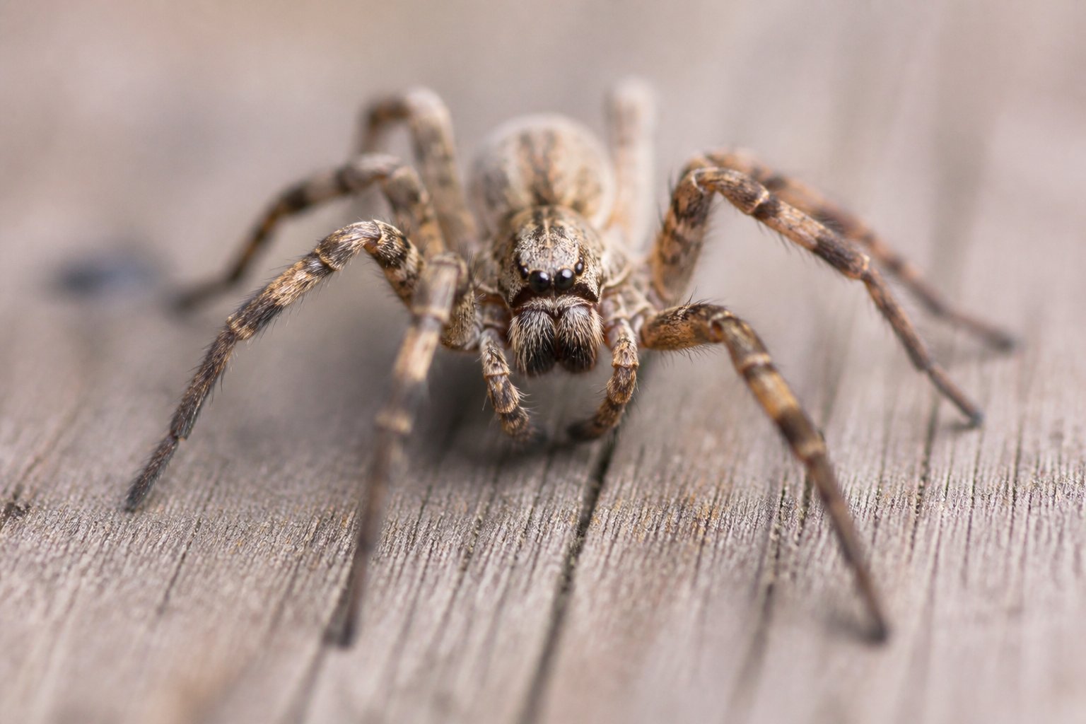 Close-up of a spider running quickly towards the camera on a natural surface.