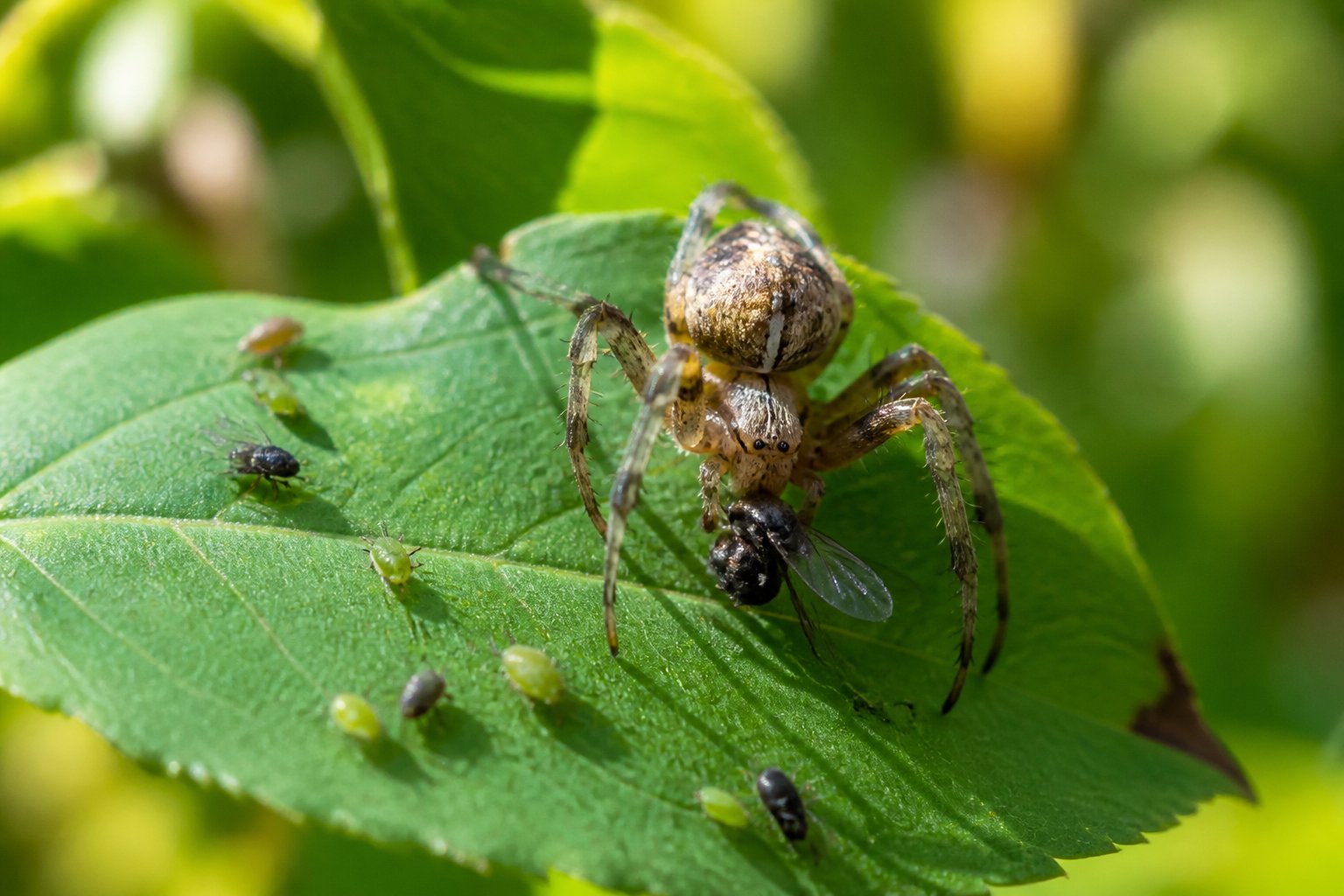A spider sitting on a green leaf with small insects nearby in a garden.