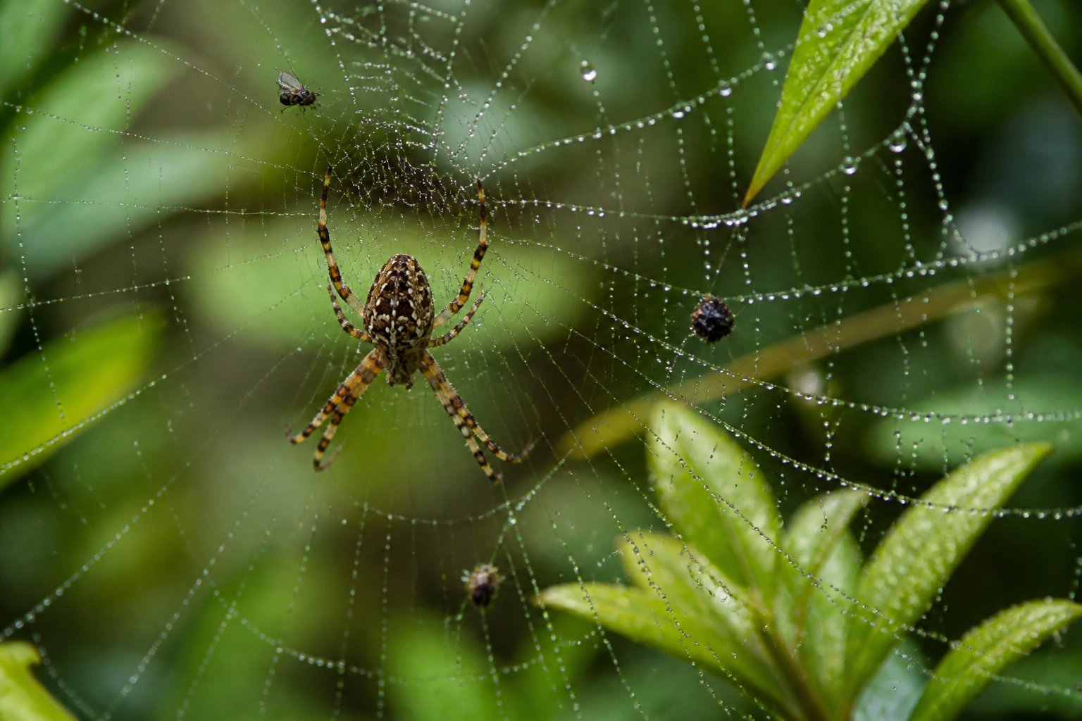 Close-up of a spider weaving its web among green leaves with insects caught in the web.