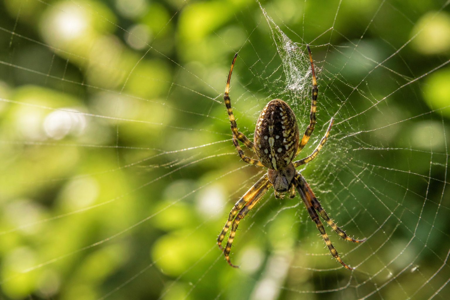 Close-up of a spider sitting on its web outdoors with green leaves blurred in the background.