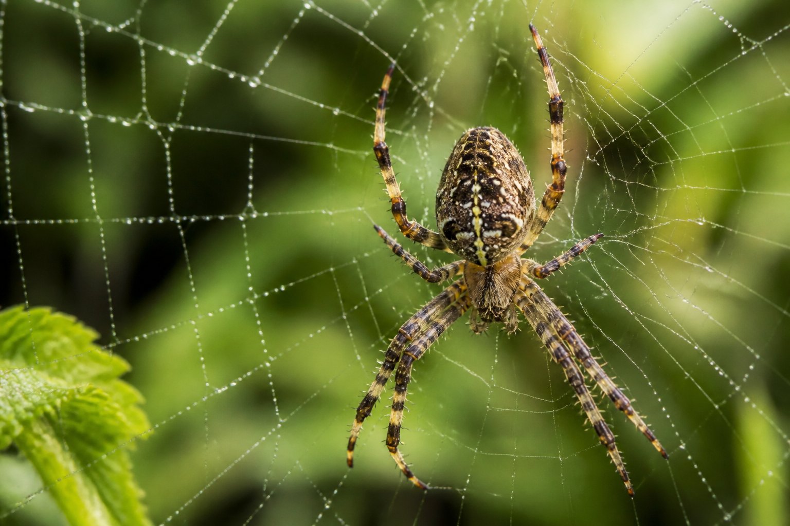 Close-up of a spider on its web with green plants blurred in the background.