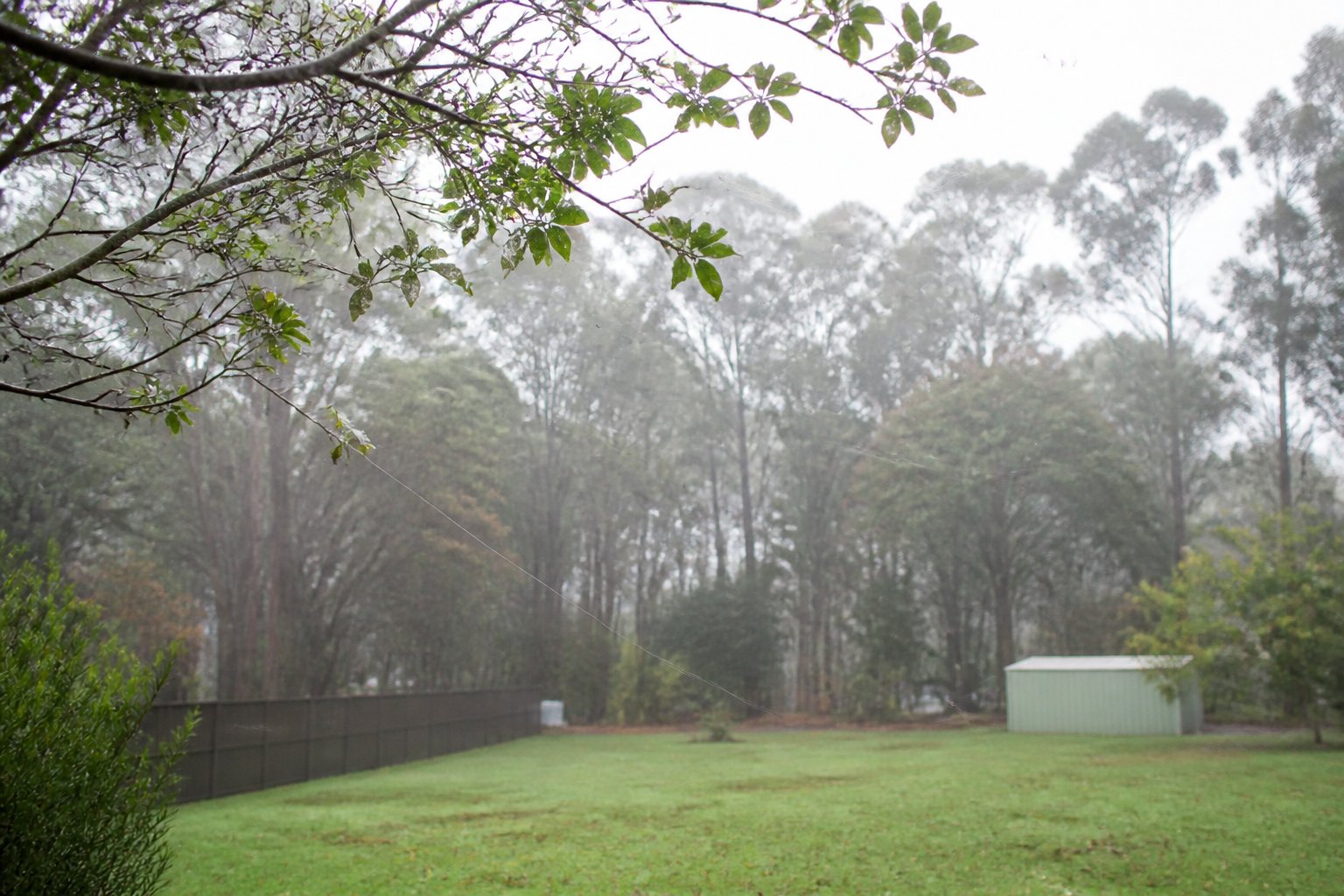 Why Does It Rain Spiders In Australia? Explained Why Does It Rain Spiders In Australia? Explained