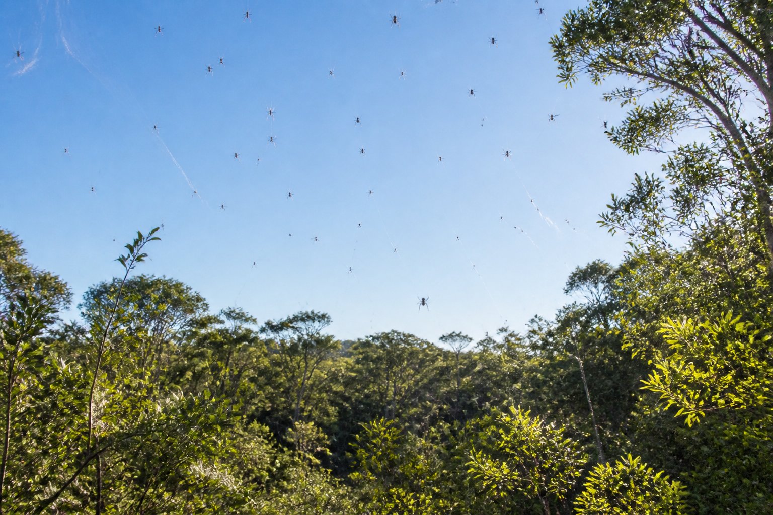 A green Australian forest with spider webs stretched between trees and tiny spiders hanging from silk threads floating in the air.