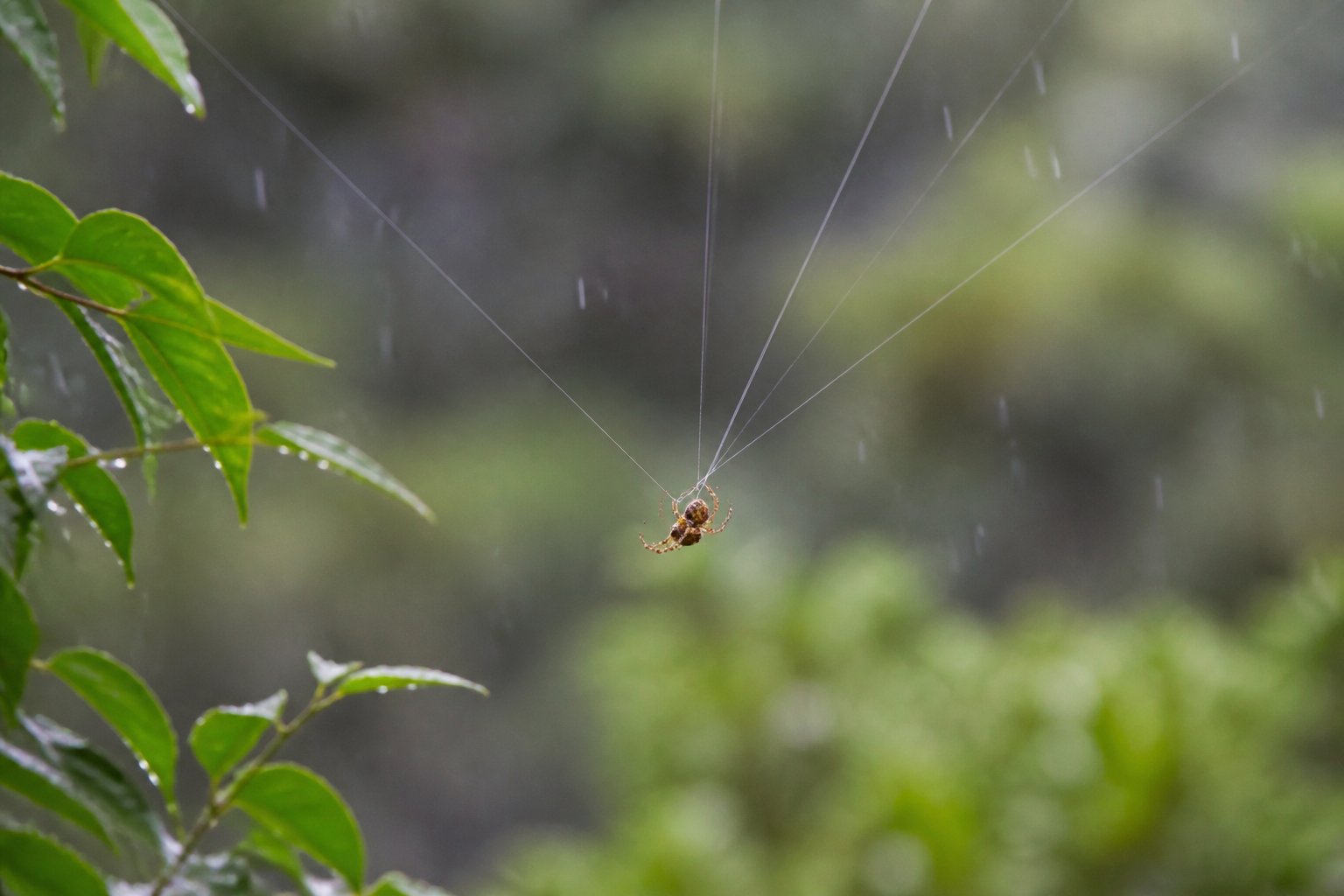 A close-up of a spider hanging in mid-air on thin silk threads with green leaves and raindrops in the background.
