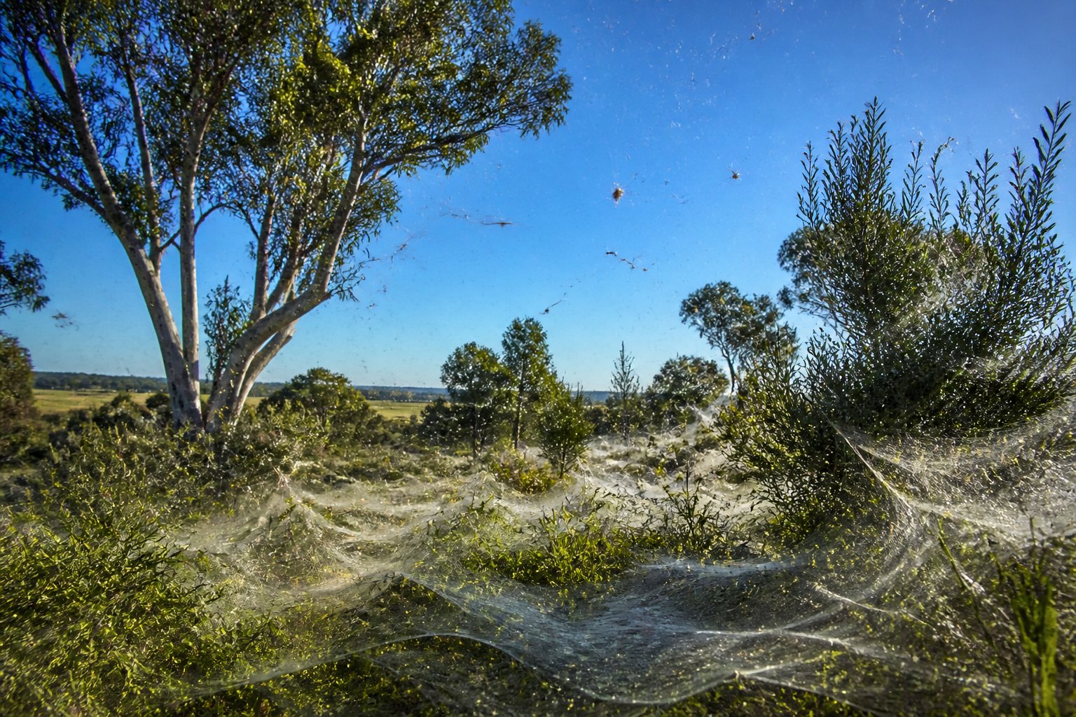 An Australian landscape with trees and grasslands covered in delicate spider webs glistening in the sunlight, with small spiders visible on the webs.
