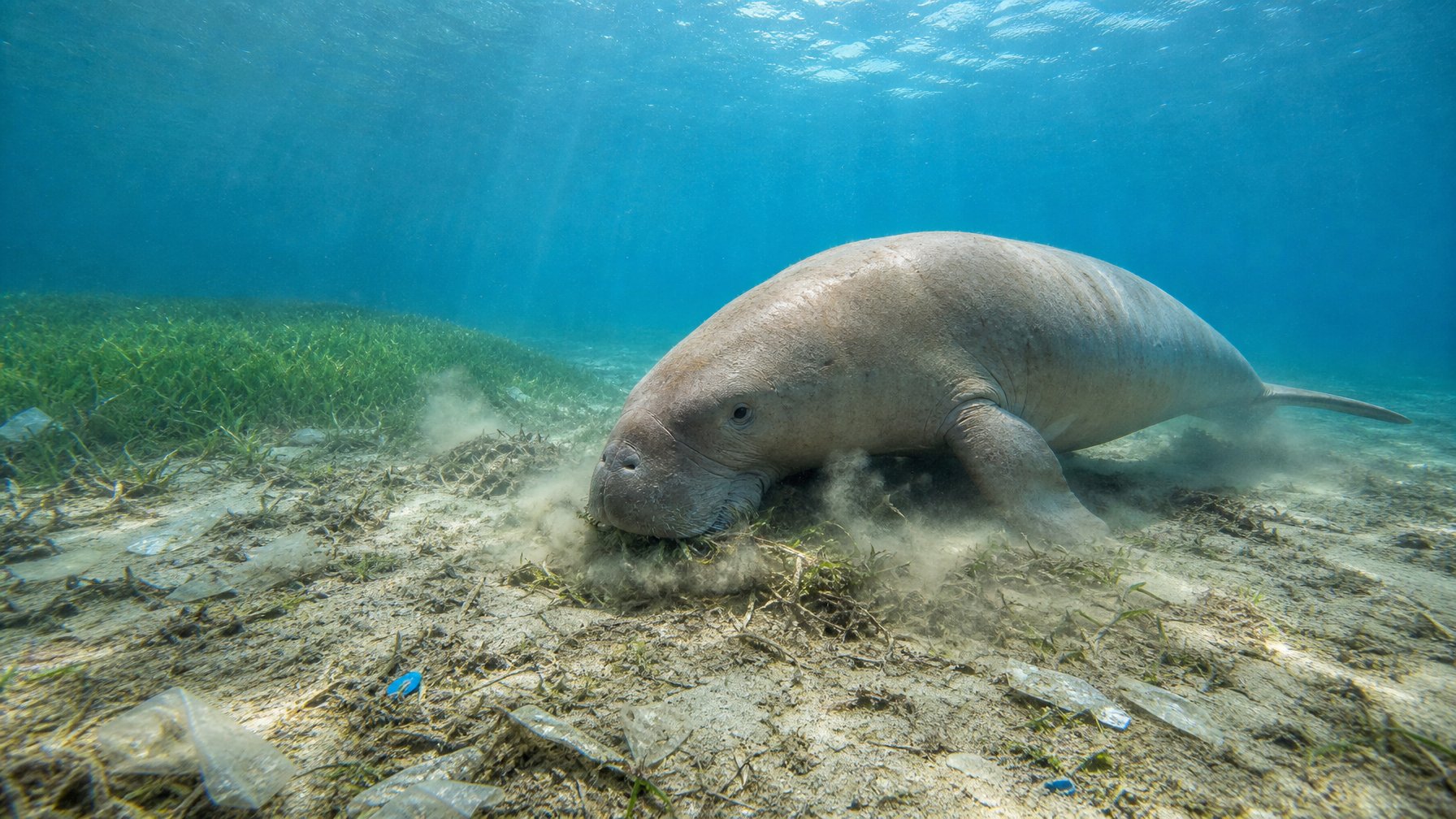 Seekor dugong mencari makan di padang lamun yang rusak dengan dasar pasir terbuka dan sampah laut.