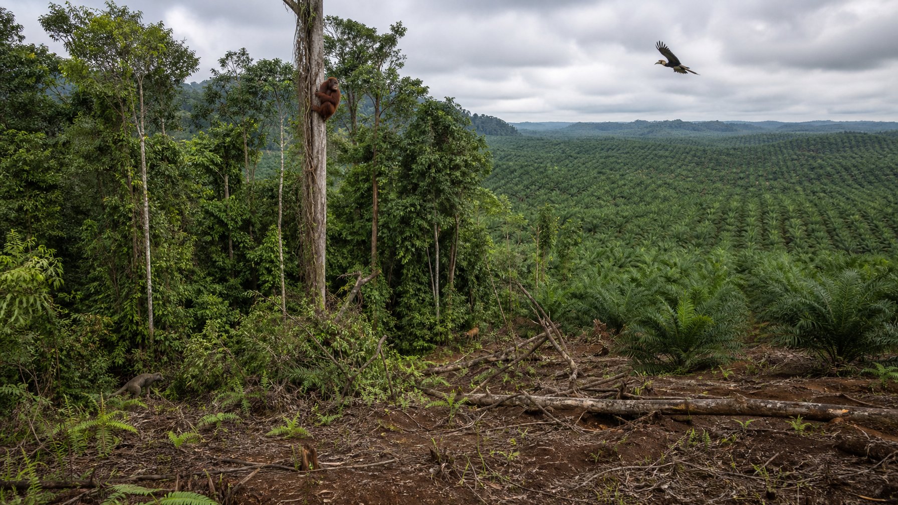 Peralihan hutan tropis menjadi perkebunan kelapa sawit dengan satwa lokal yang terisolasi di sisa habitat.