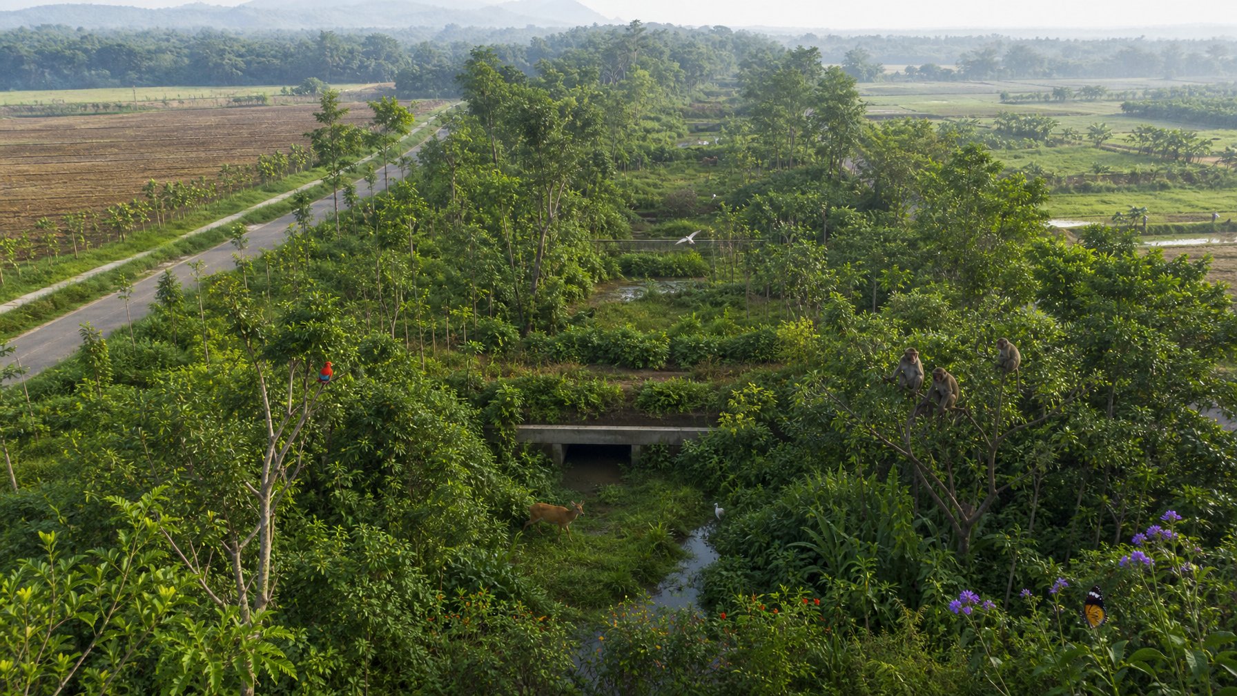 Koridor hijau menghubungkan dua kawasan hutan yang terpisah oleh lahan pertanian dan jalan, dengan satwa liar melintas di antara pepohonan dan vegetasi alami.