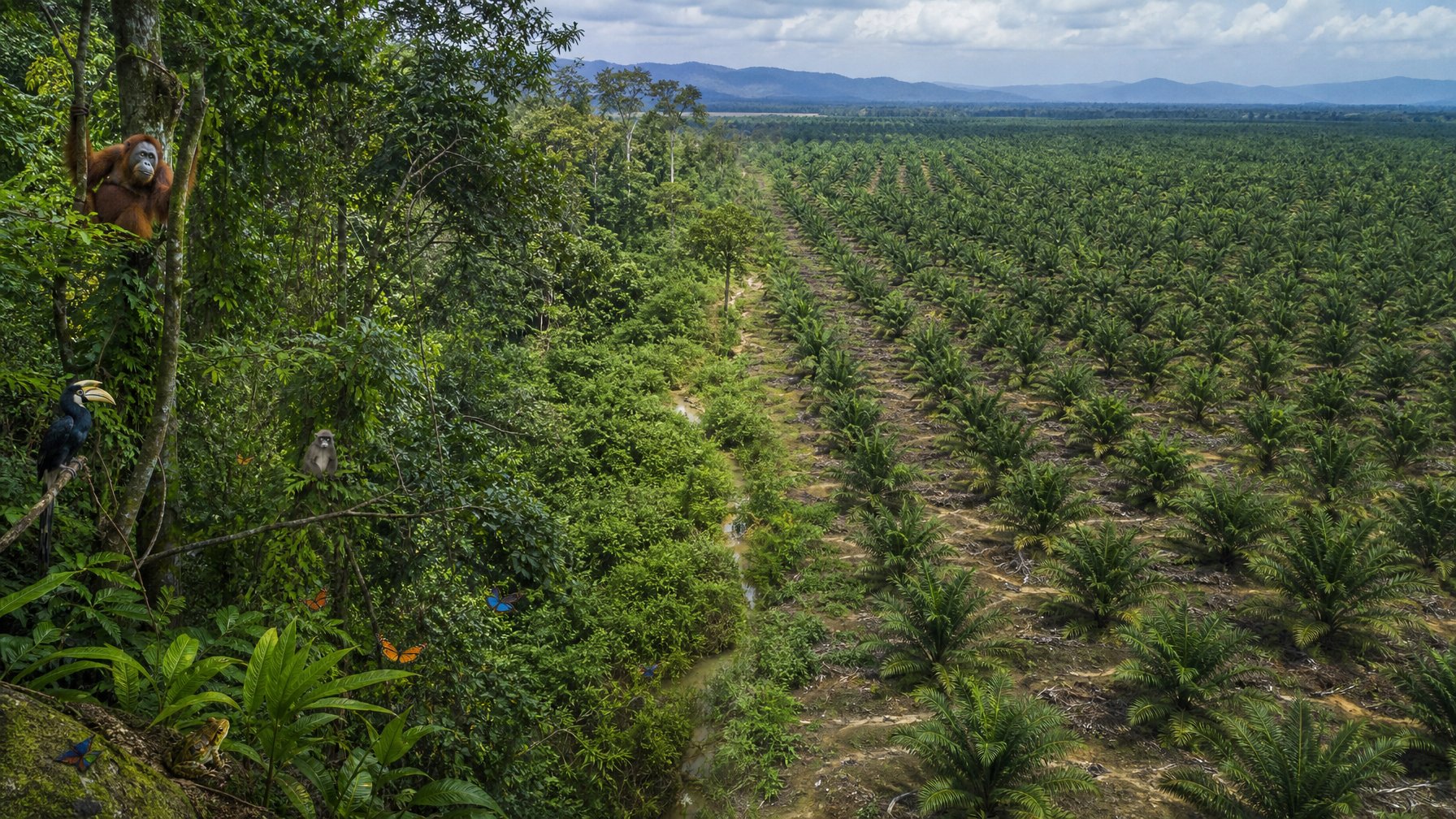Hutan tropis yang terfragmentasi berdampingan dengan perkebunan kelapa sawit, dengan lebih banyak satwa di sisi hutan.