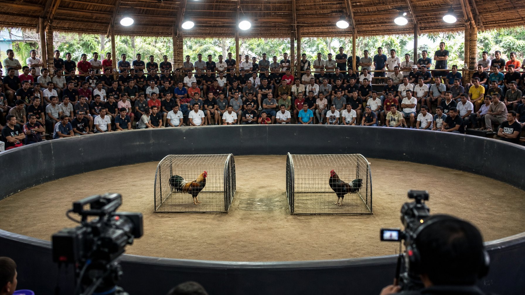 Dua ayam jantan berada di arena dengan penonton yang menyaksikan acara.