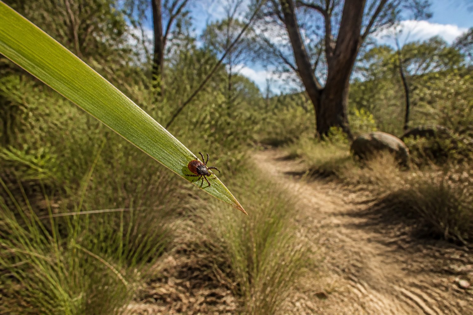 Are There Ticks In Australia? Where They Live And Risks Are There Ticks In Australia? Where They Live And Risks