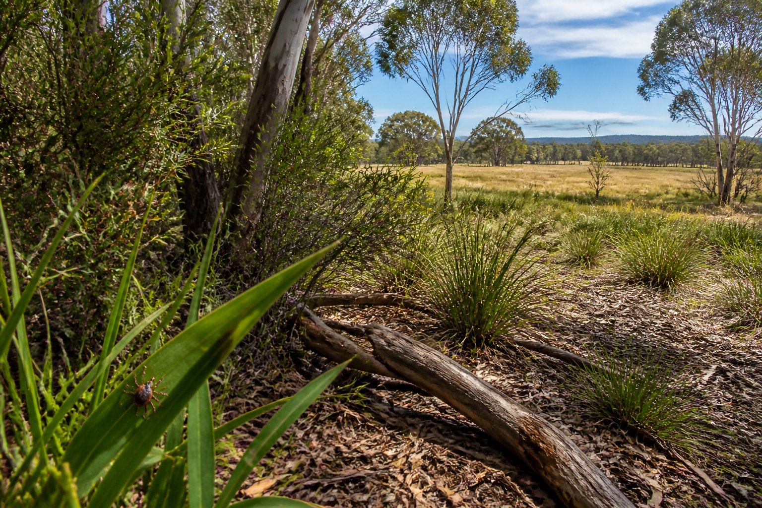 Australian bushland with grasses, shrubs, eucalyptus trees, and a small tick on a blade of grass.