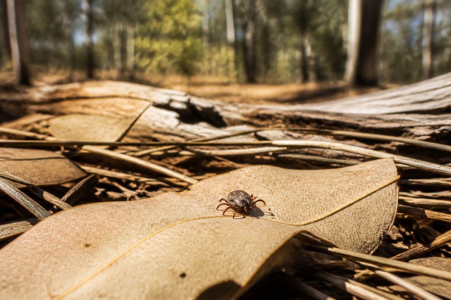 A tick on dry eucalyptus leaf litter in an Australian woodland setting.