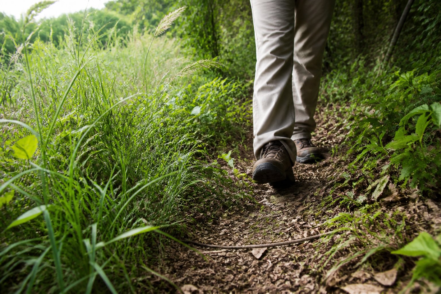 Hiker walking along a trail bordered by tall grass and dense woodland vegetation.