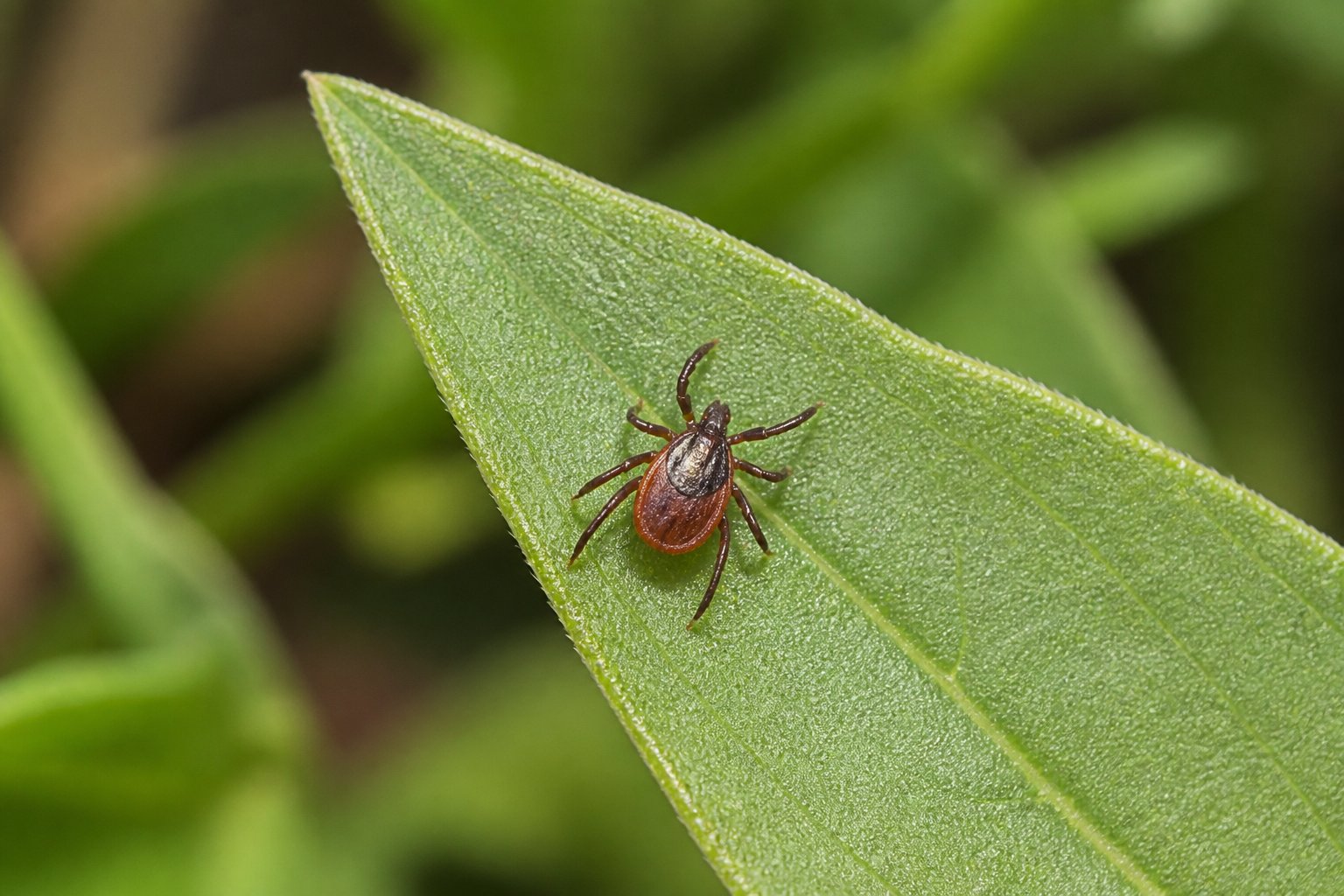 A small tick rests on the surface of a green leaf.