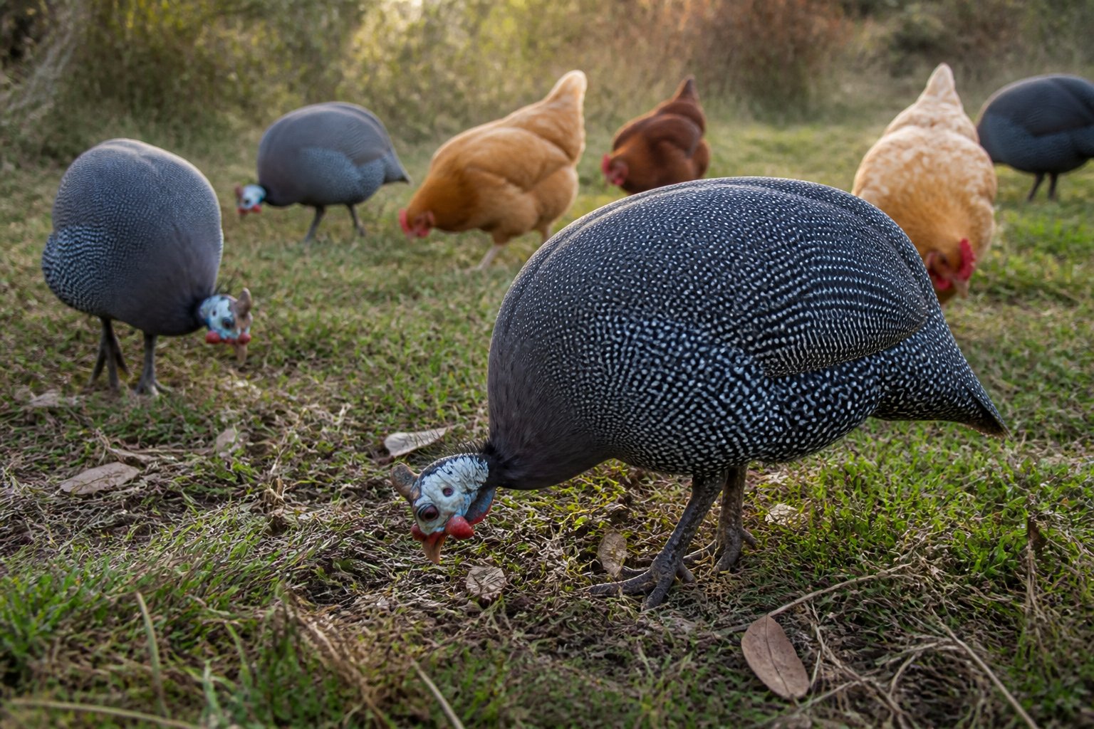 Guinea fowl and chickens forage for insects in a grassy meadow.