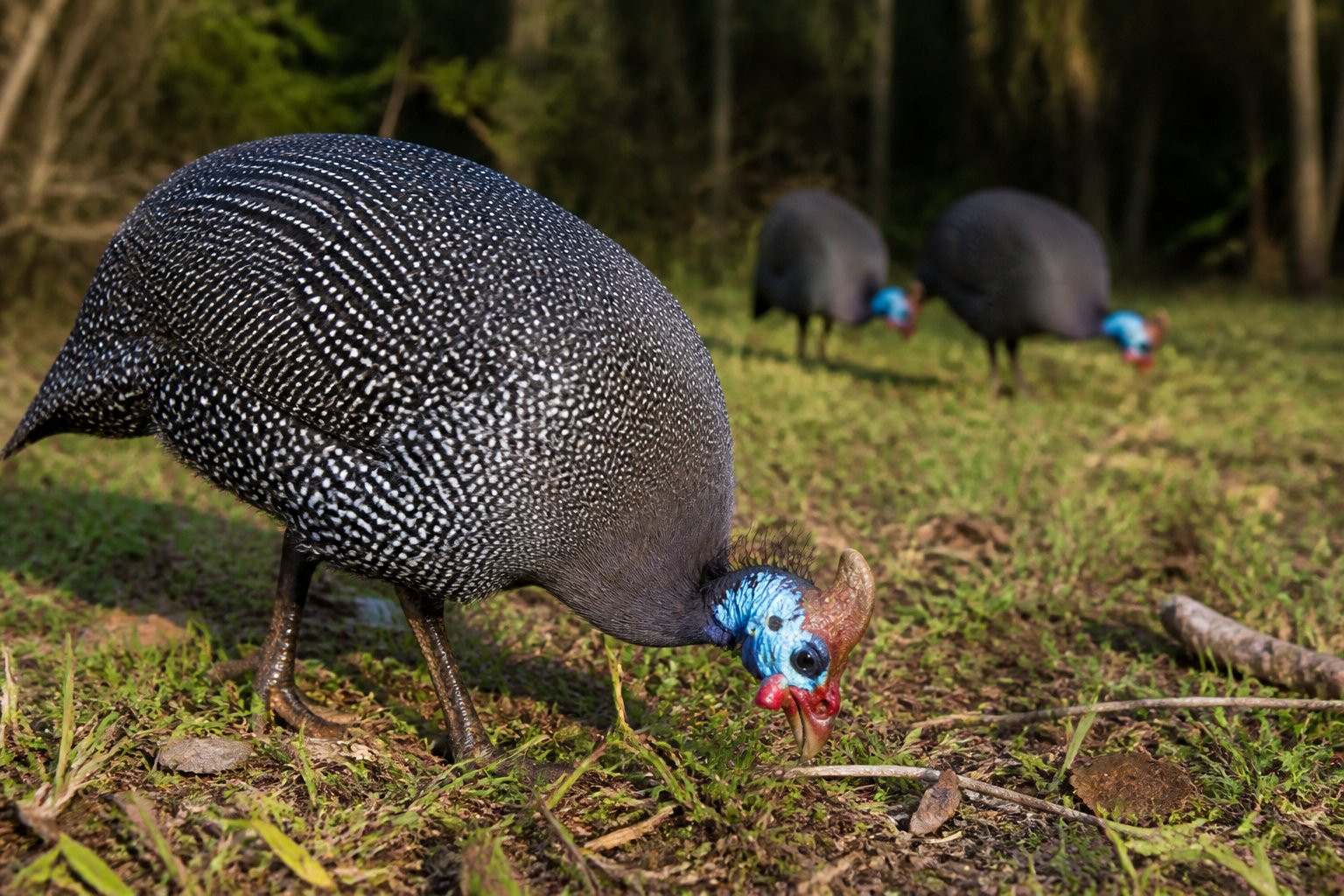 A guineafowl forages among grass and leaf litter while other guineafowl stand in the background.