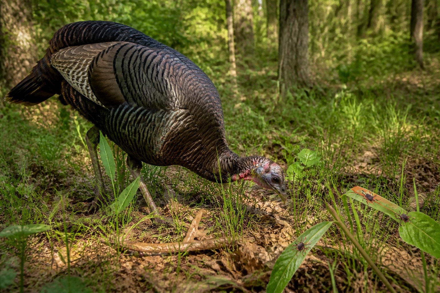 A wild turkey forages among leaves and grasses at the edge of a meadow.