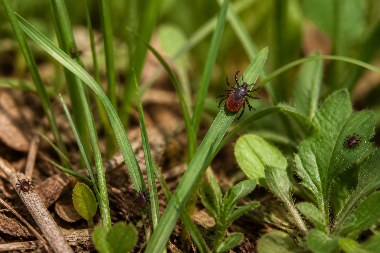 Several ticks are visible on grass and woodland vegetation.
