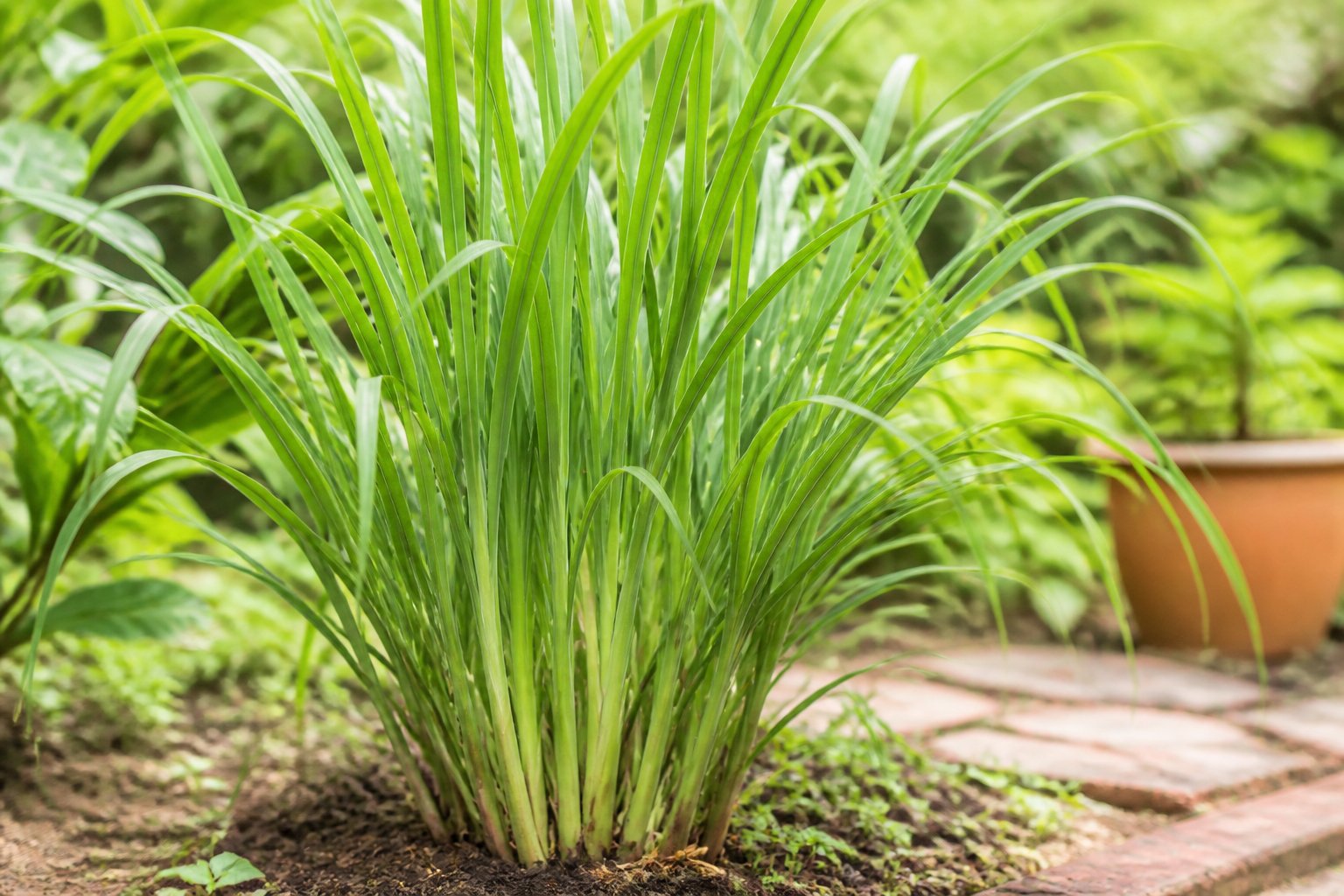 A healthy clump of lemongrass growing in a sunlit garden.