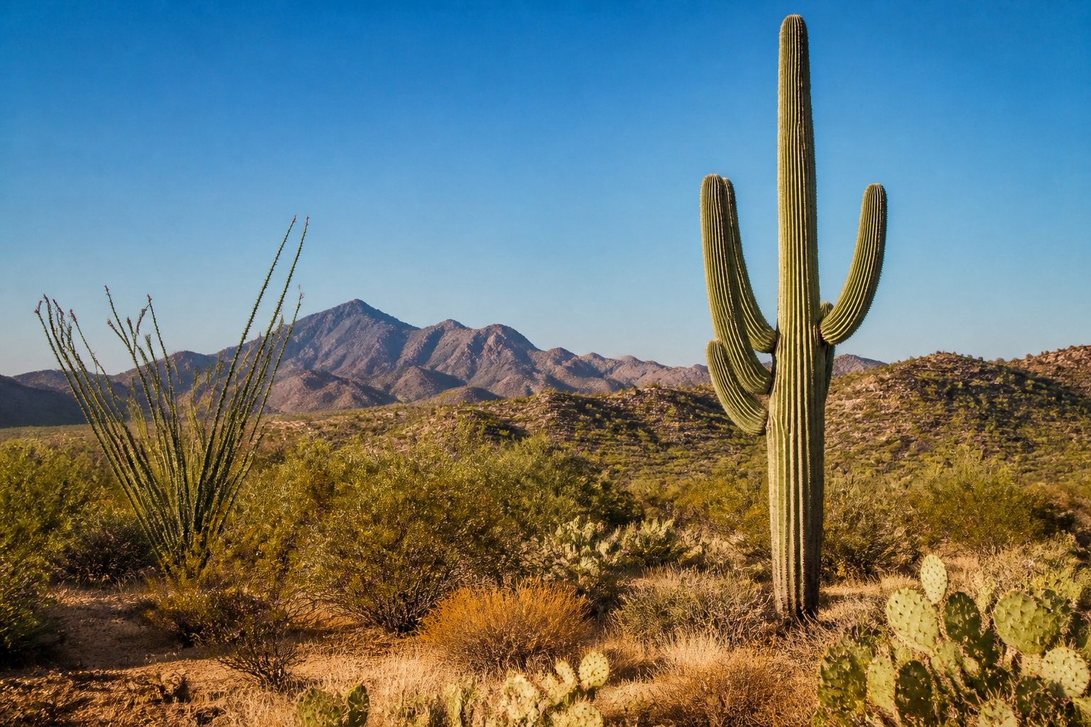 A tall saguaro cactus with curved arms stands among desert plants beneath a clear sky.