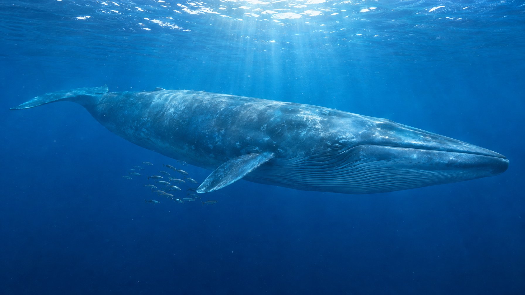 Seekor paus biru berenang di laut bersama sekelompok ikan kecil.