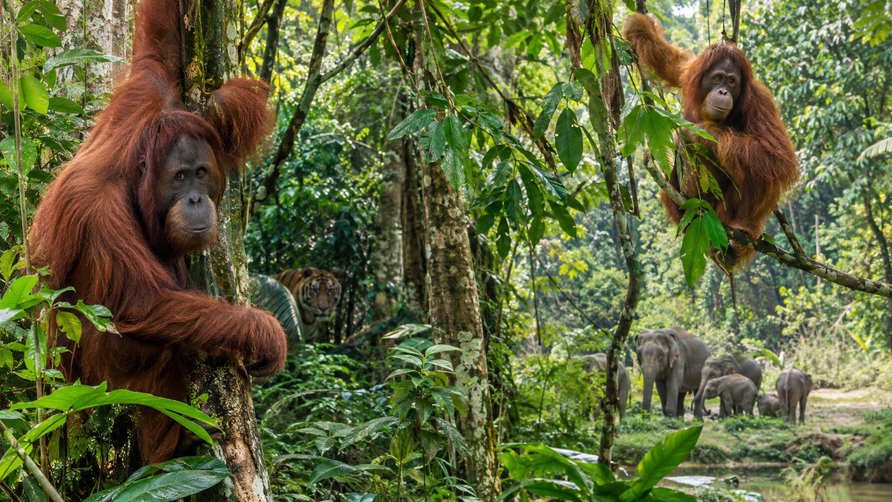 Orangutan, harimau Sumatra, dan gajah berada di hutan tropis Indonesia.