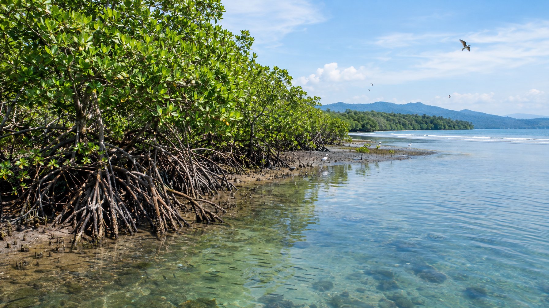 Hutan mangrove tumbuh di sepanjang pesisir dengan akar menjalar ke air dangkal dan burung di sekitarnya.