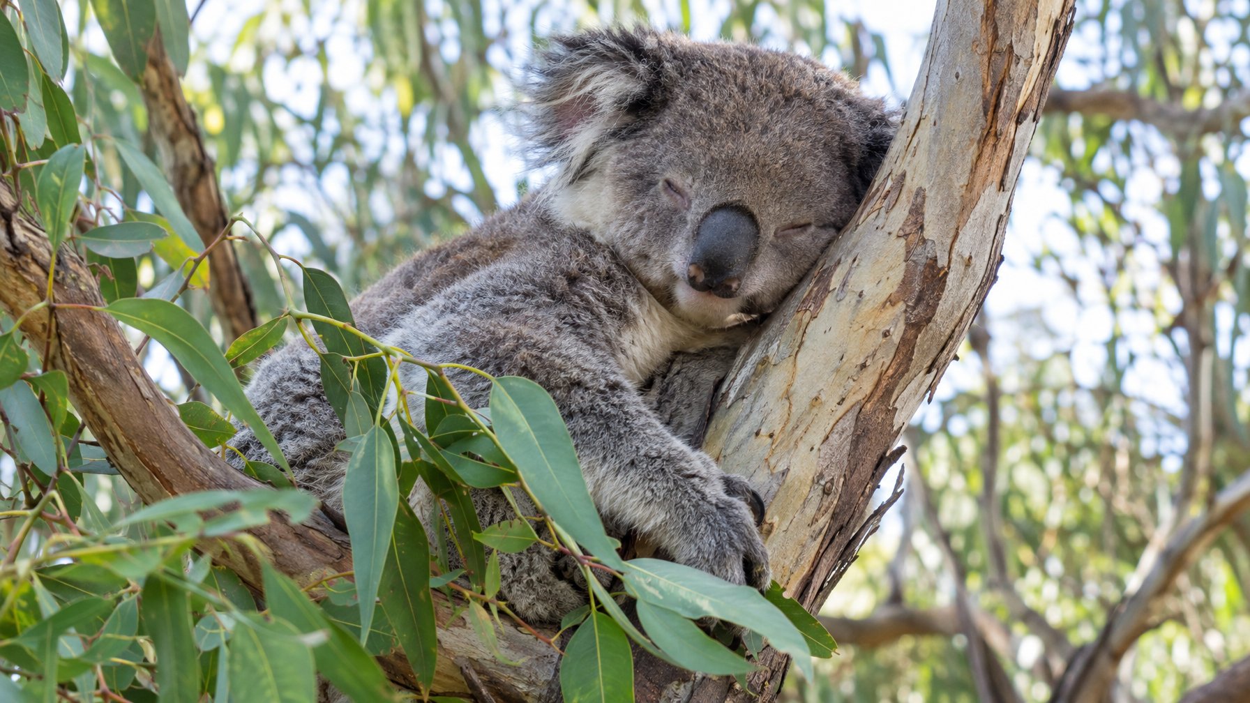 Seekor koala tertidur di cabang pohon eukaliptus sambil memegang ranting berdaun.