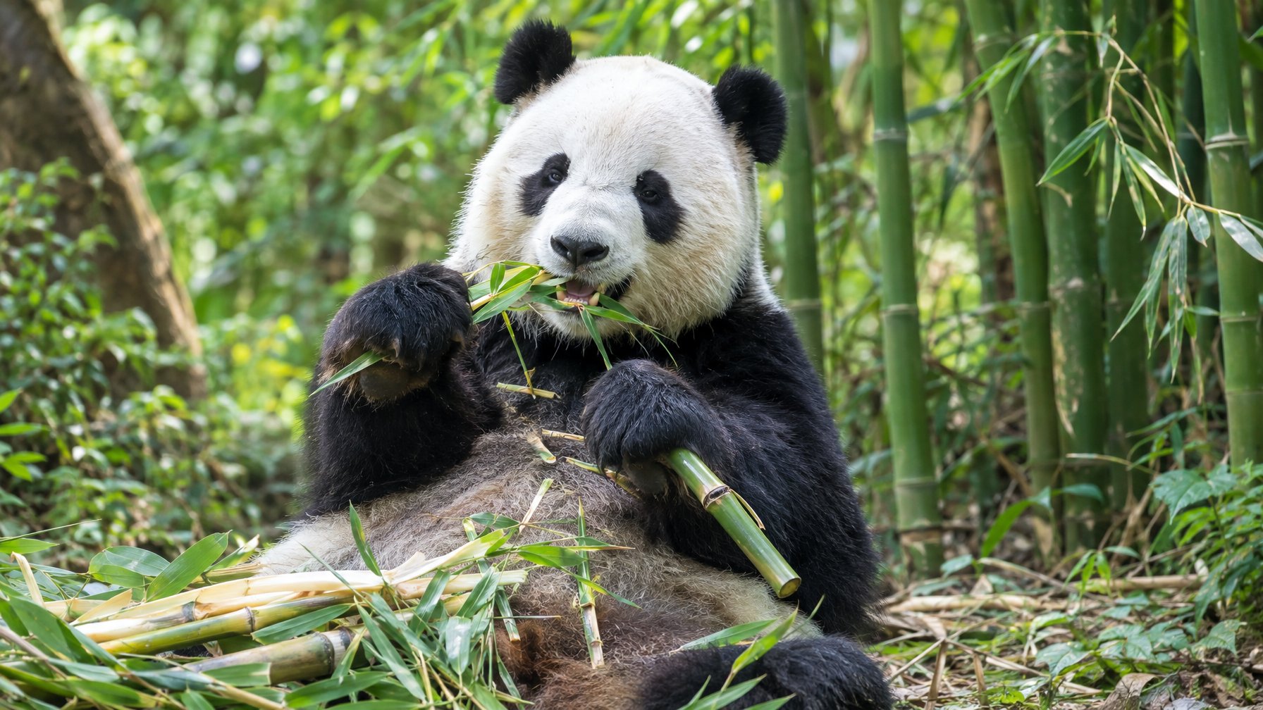 Seekor panda raksasa duduk di hutan bambu sambil memegang dan memakan batang bambu.