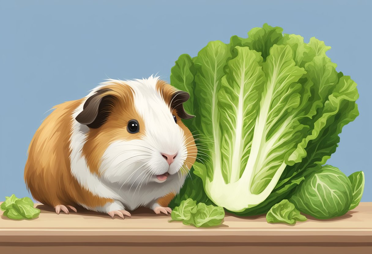 Can Guinea Pigs Eat Romaine Lettuce? A Comprehensive Guide Pets Collector