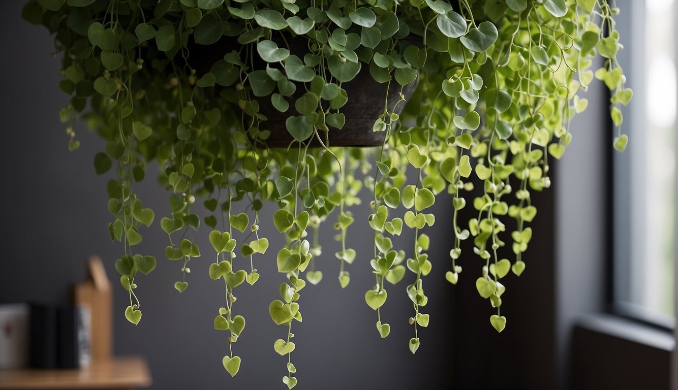 Lush green Ceropegia woodii vines trail from a hanging pot, with delicate heart-shaped leaves cascading down, showcasing its propagation methods
