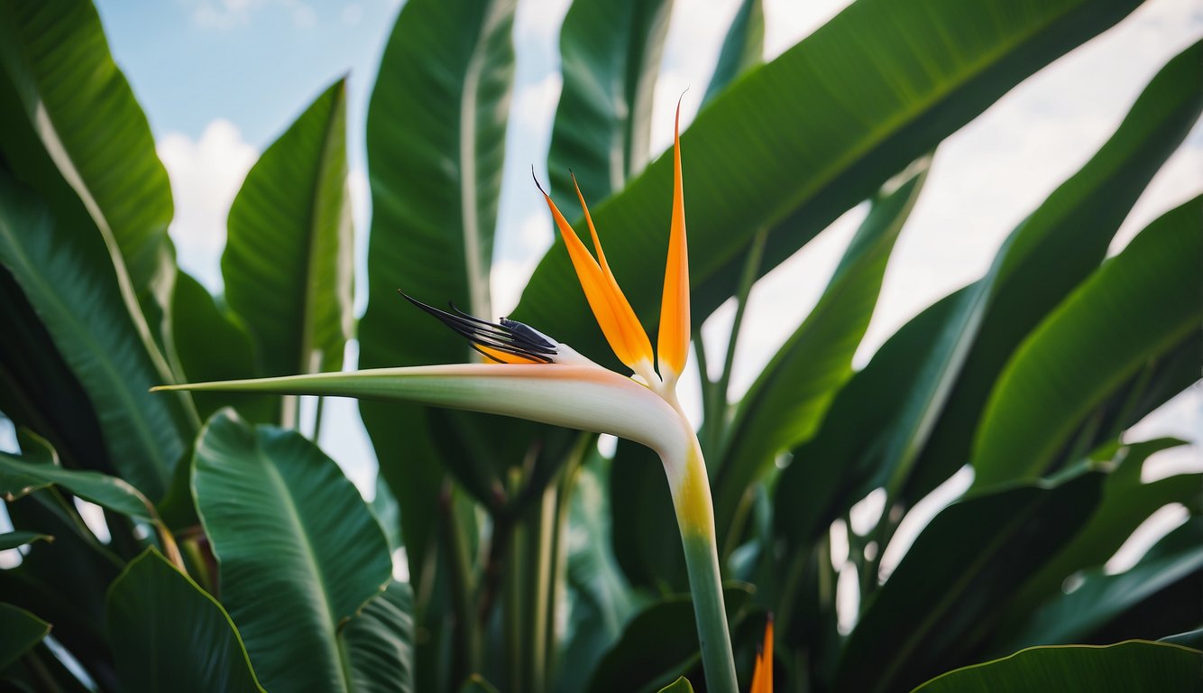 A towering Strelitzia nicolai plant with broad, banana-like leaves reaching towards the sky.

The giant white bird of paradise blooms stand out against the lush green foliage