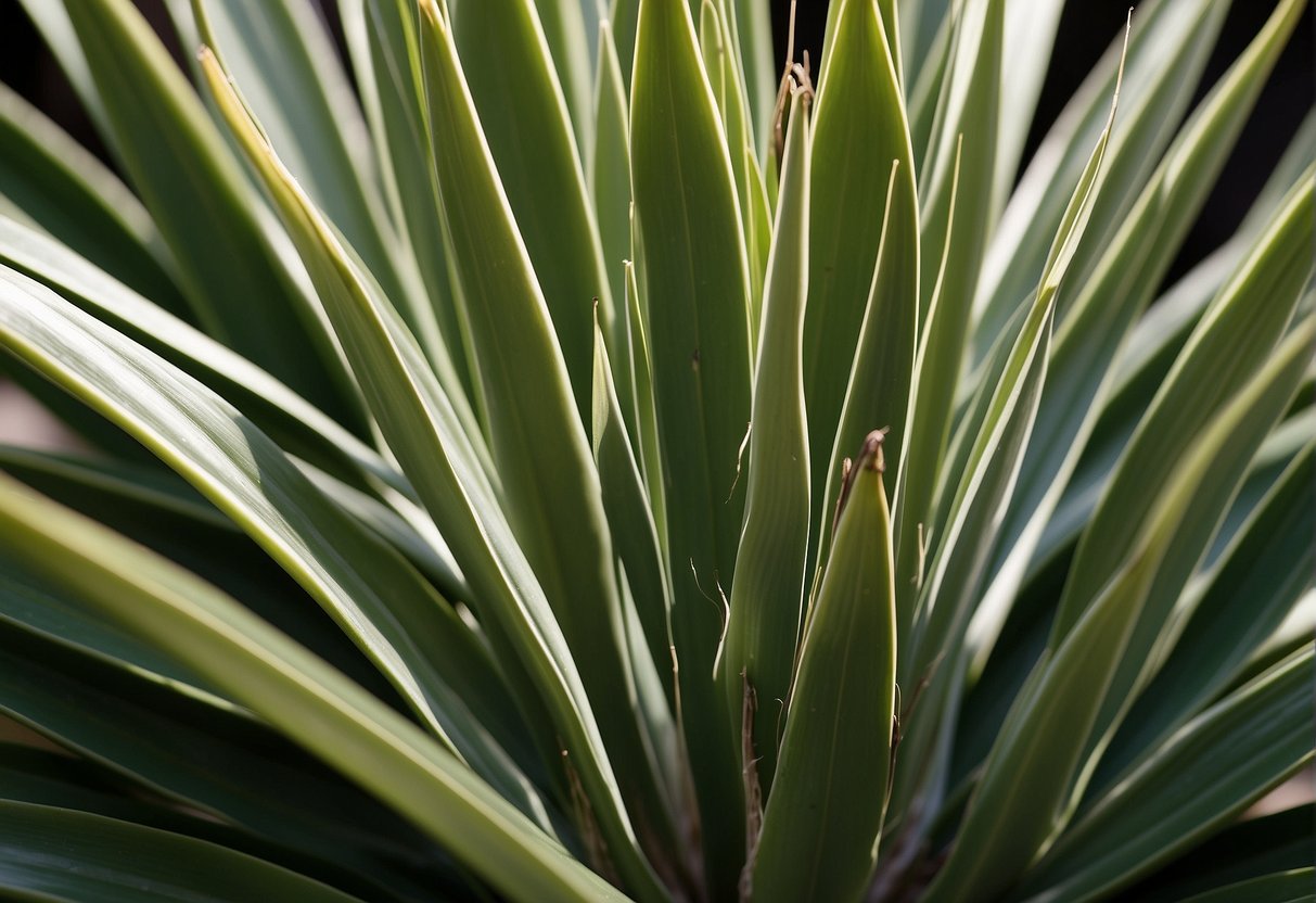 How to Trim Back Yucca Plants in the Spring: Cutting Tips