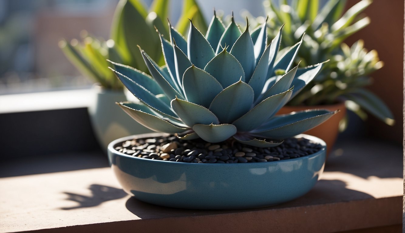 A blue glow agave sits in a decorative pot on a sunny windowsill.

The plant is surrounded by small pebbles and receives regular watering and gentle pruning