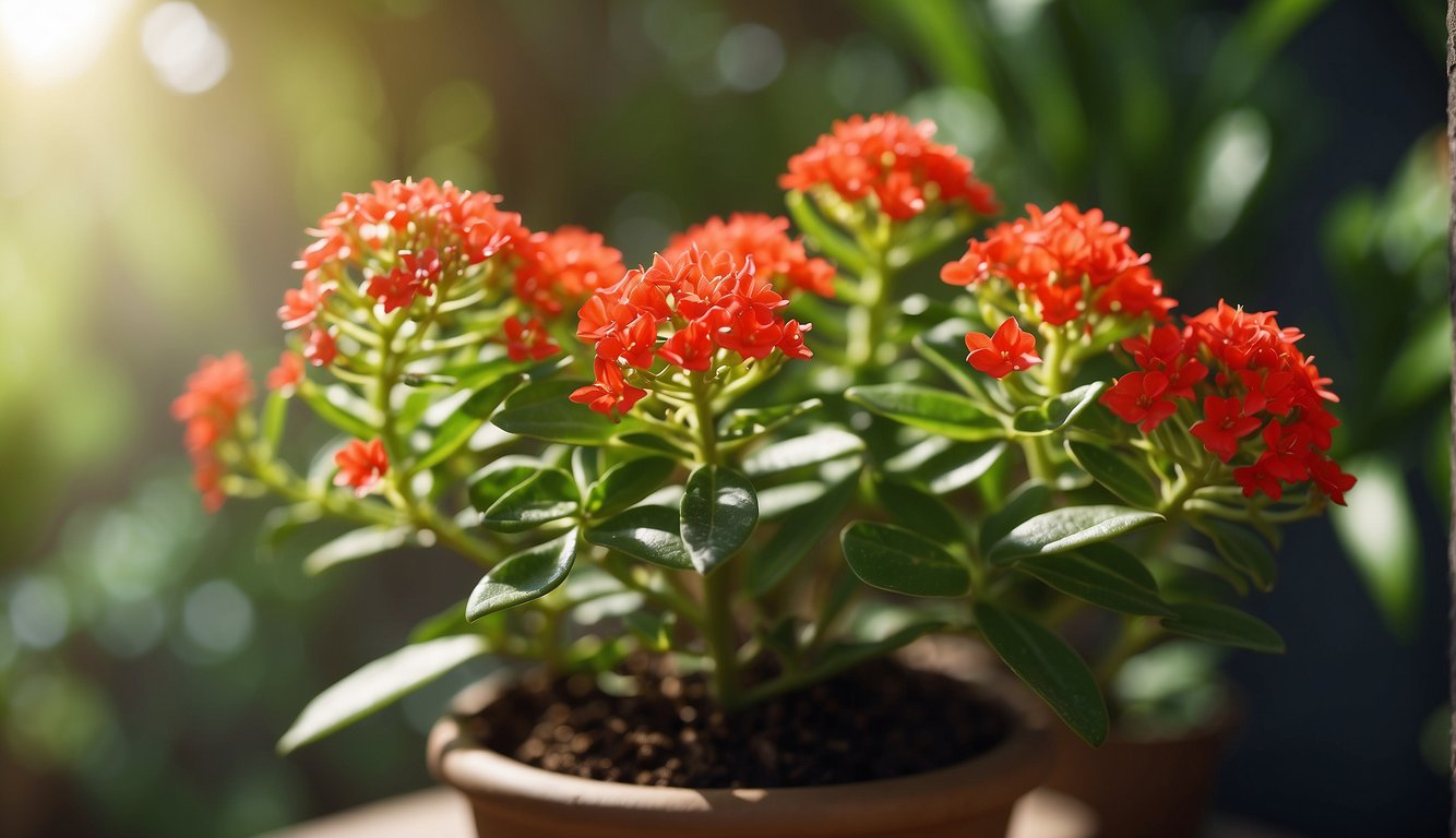 A vibrant Euphorbia Milii plant sits in a sunlit living space, surrounded by lush green foliage and blooming with bright red crown of thorns flowers