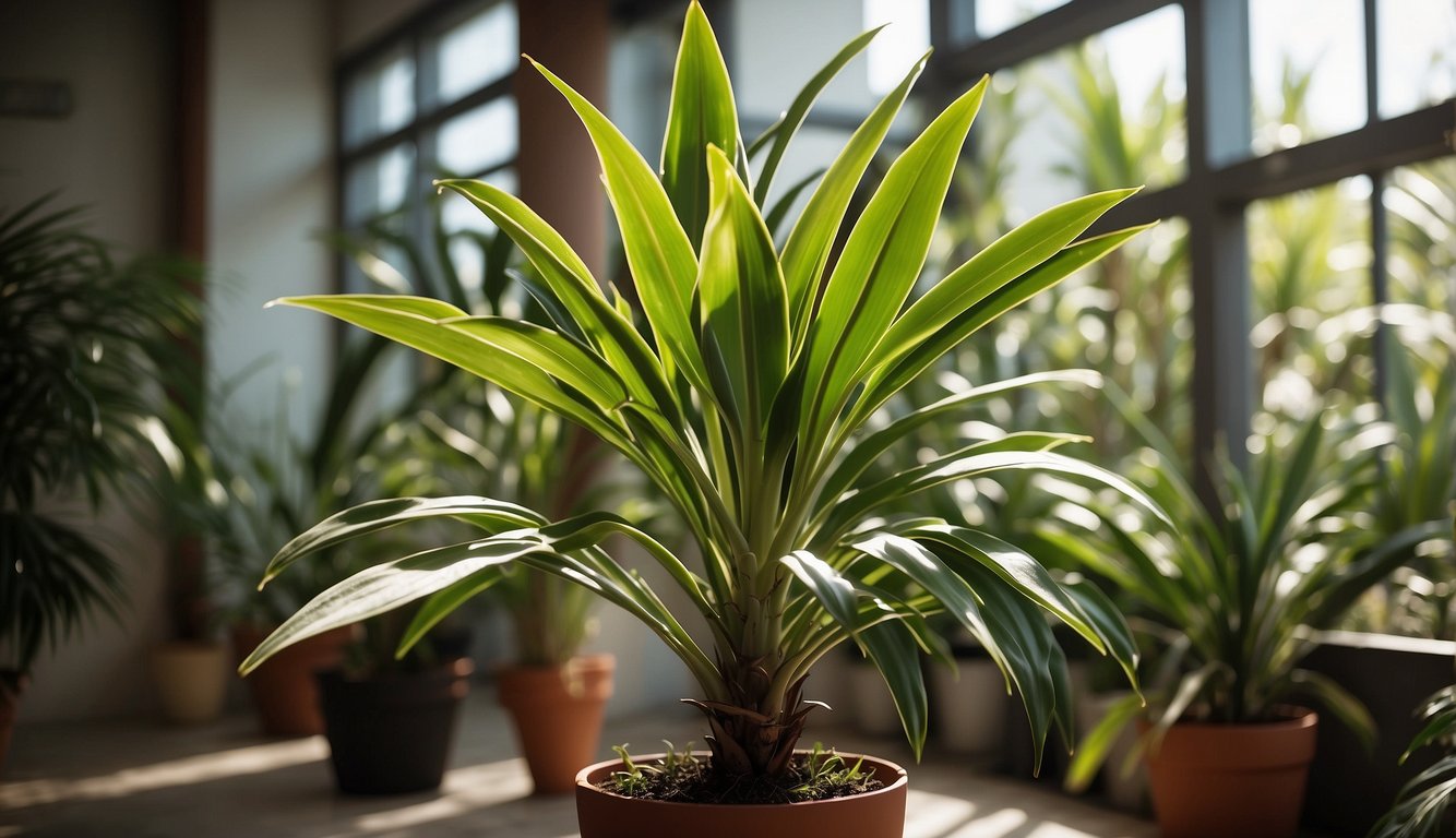 A vibrant Dracaena Marginata stands tall in a sunlit room, surrounded by lush greenery.

Its slender, red-edged leaves cascade gracefully, creating a dreamy, exotic atmosphere