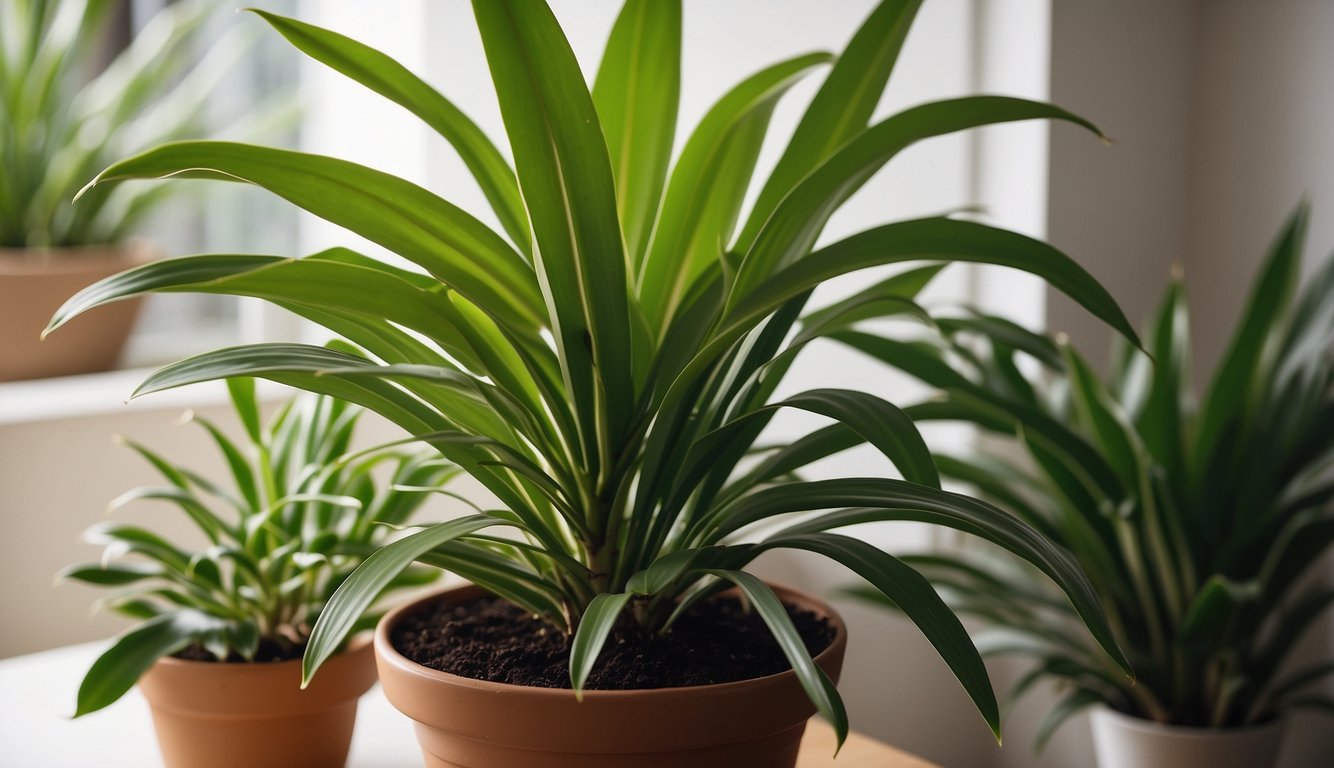 A lush Dracaena Marginata plant thrives in a bright, well-drained space, shielded from direct sunlight.

Regular watering and occasional pruning keep it healthy and vibrant