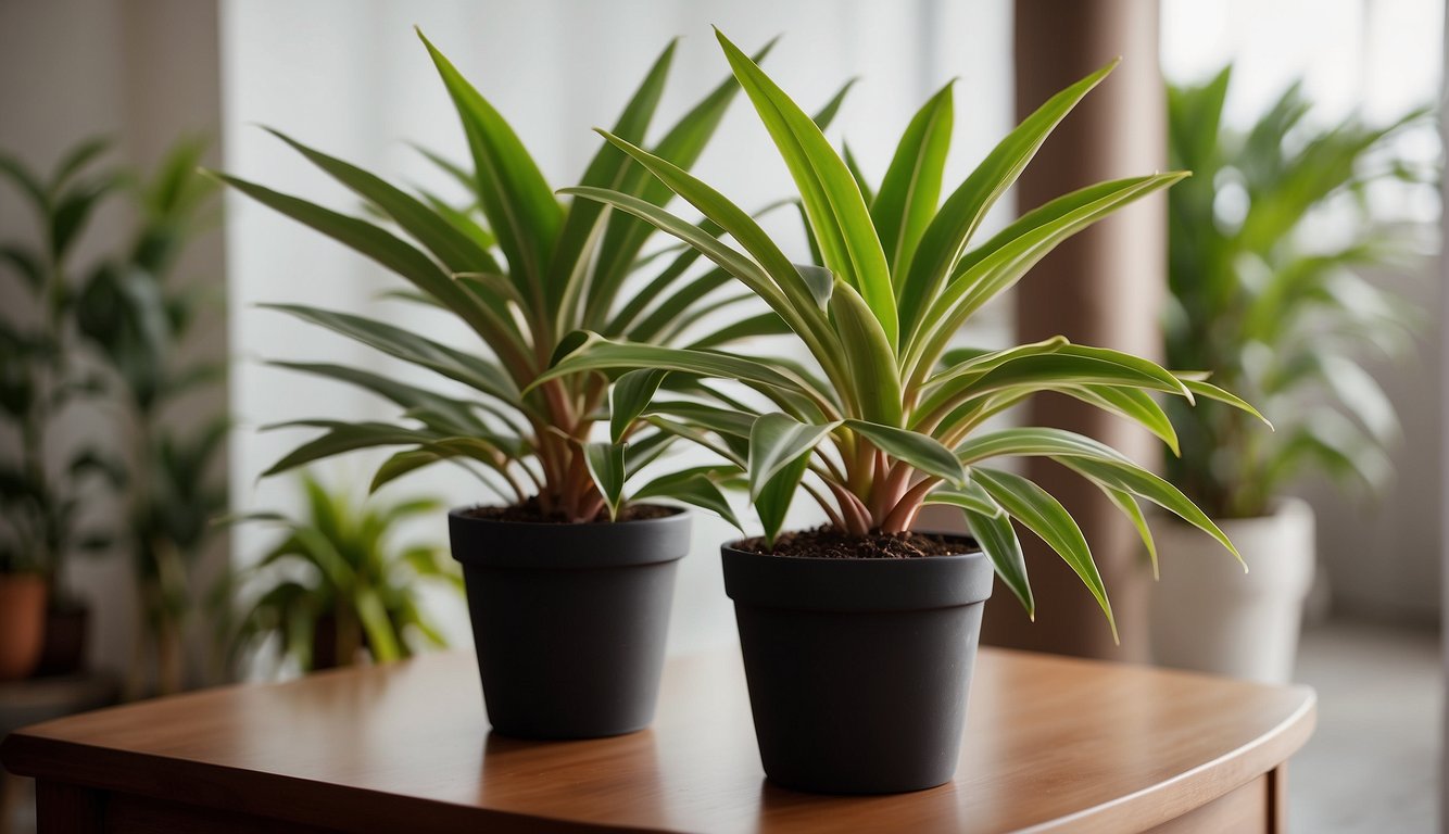 A vibrant Dracaena Marginata plant sits in a well-lit room, surrounded by other greenery.

Its red-edged leaves are healthy and thriving, showcasing the care and attention it has received