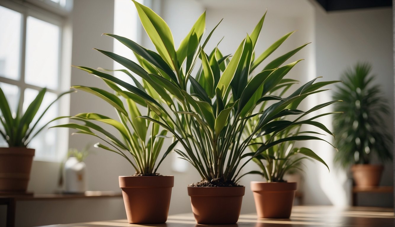 A vibrant Dracaena Marginata plant stands tall in a bright room, its red-edged leaves reaching towards the sunlight.

A watering can sits nearby, ready to nourish the thriving plant