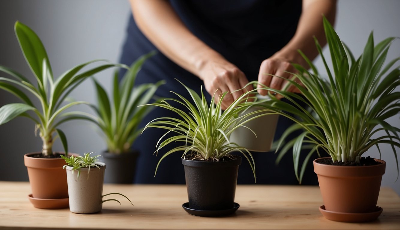 A pair of hands holds a small spider plant, carefully removing it from its pot.

Nearby, a table is set with fresh soil and a larger pot, ready for repotting. A watering can sits nearby, ready to nourish the newly trans