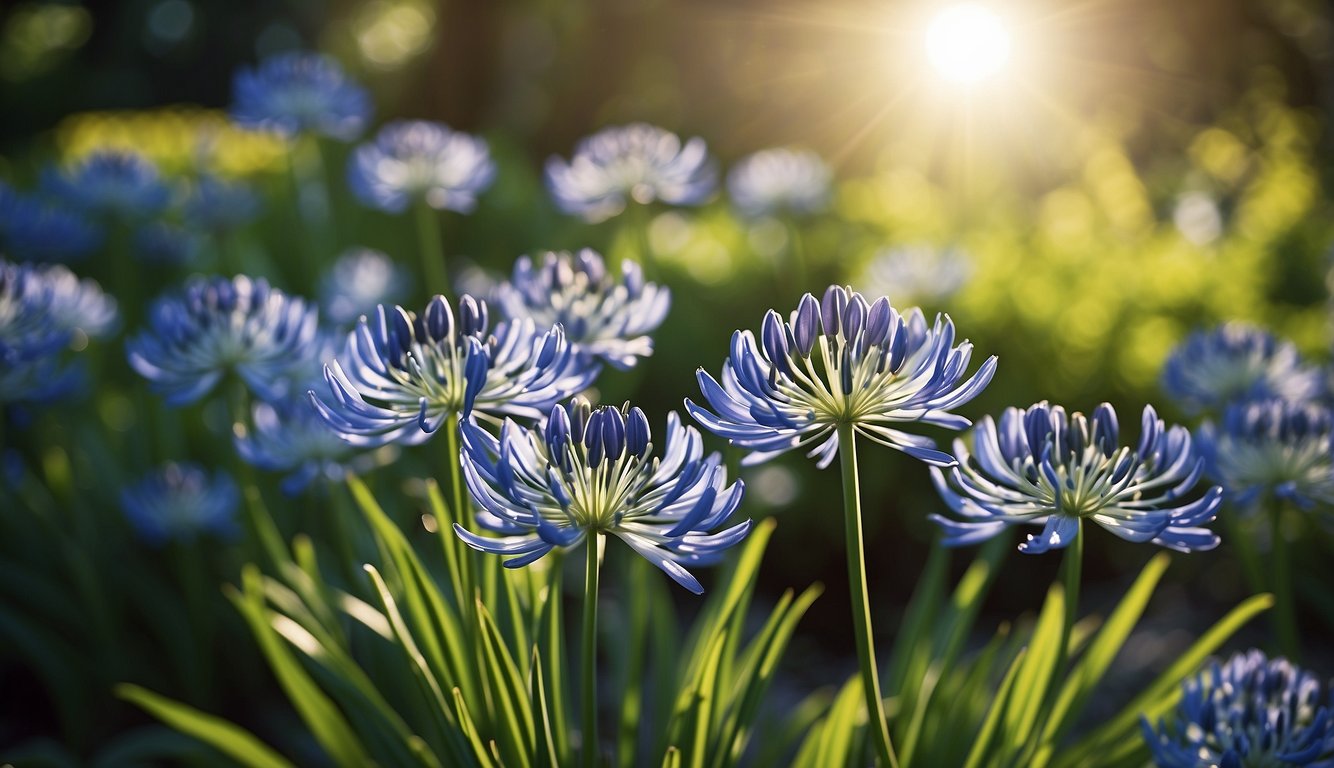A blooming Agapanthus Africanus plant stands tall in a sun-drenched garden, surrounded by lush green foliage and vibrant blue flowers