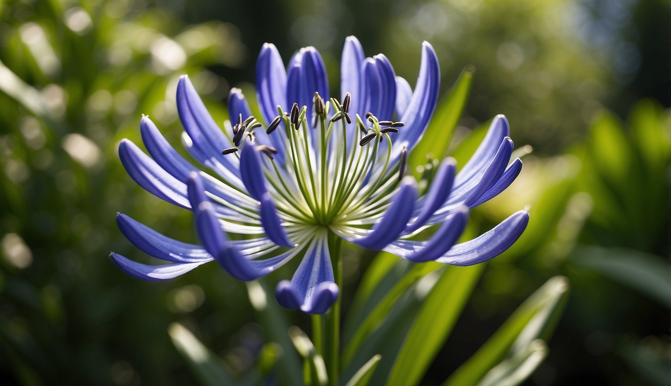 A blooming Agapanthus Africanus plant with lush green leaves and vibrant blue flowers, set against a backdrop of a well-tended garden or outdoor landscape