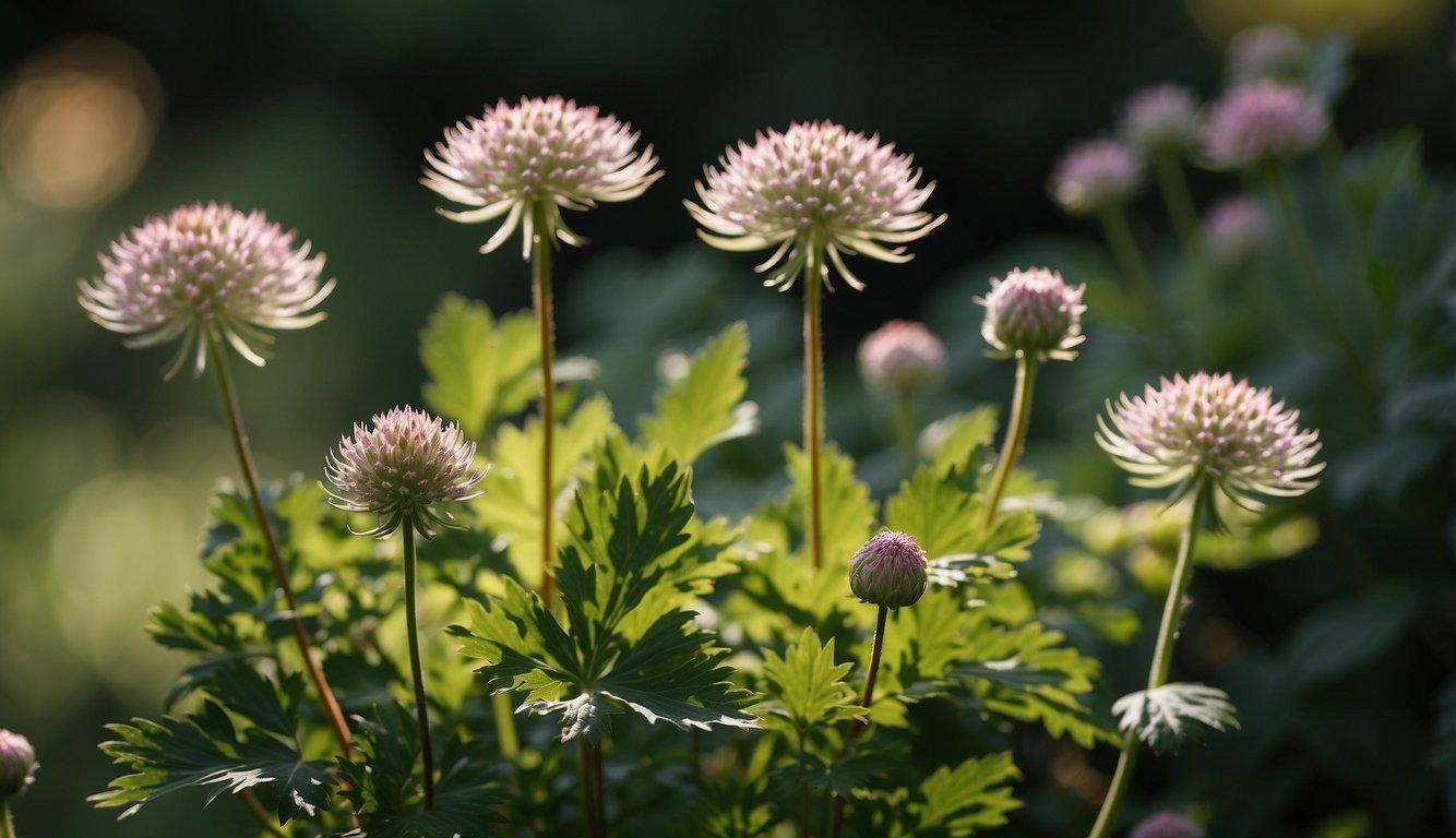 A vibrant astrantia major plant sits in a well-tended garden, surrounded by lush green foliage.

The sun shines down, casting a warm glow on the delicate, intricate flowers