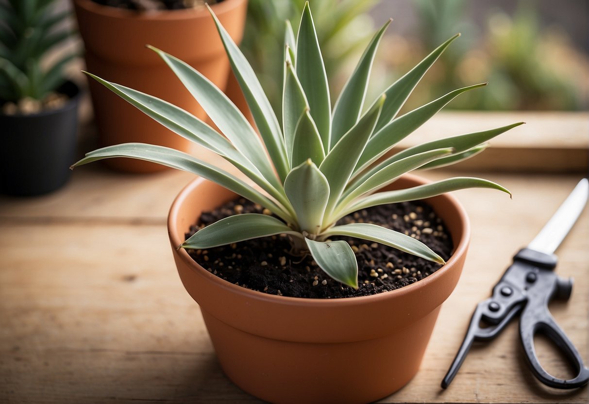 A small yucca plant in a pot, with pruning shears nearby. A ruler measures the plant's height. A FAQ page on how to keep yucca plants small is open nearby