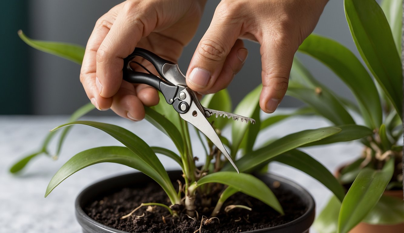 A hand holding a pair of sterilized pruning shears cuts through the stem of a healthy Dendrobium orchid.

The cut section is then carefully dipped into a rooting hormone before being placed into a new pot filled with a well-draining orch