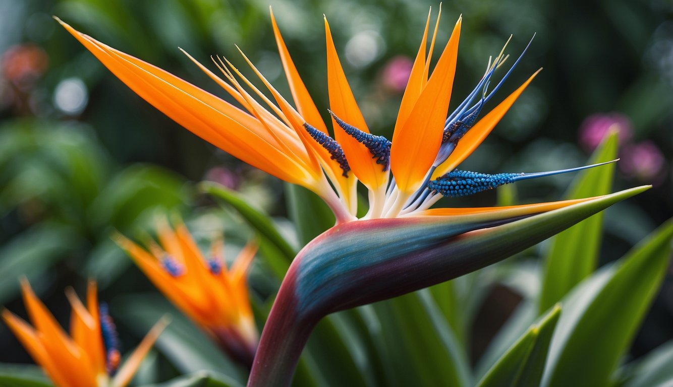 A mature Bird of Paradise plant with vibrant orange and blue flowers, surrounded by smaller plants and gardening tools