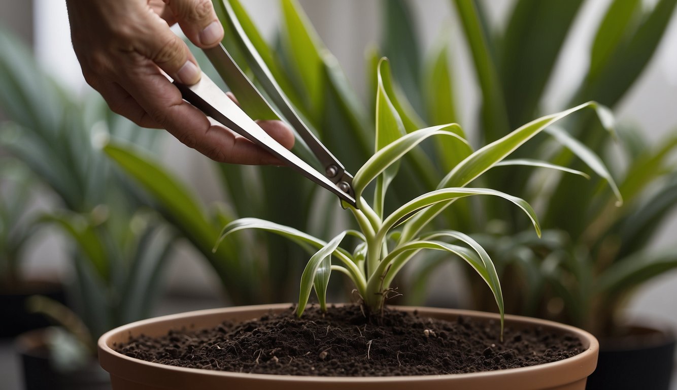 A pair of sharp scissors snips a healthy stem from a mature cordyline plant.

The cutting is then dipped in rooting hormone and carefully planted in a pot filled with well-draining soil